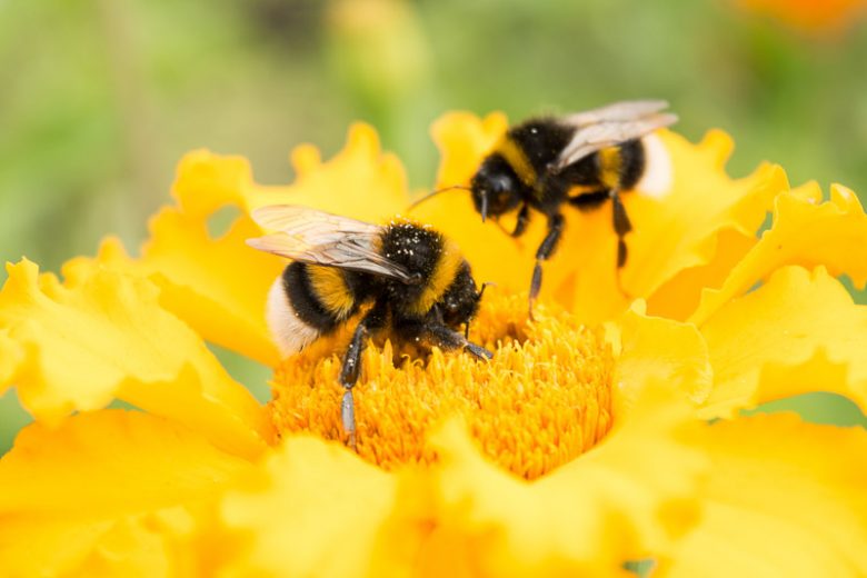 How can the bees, be?